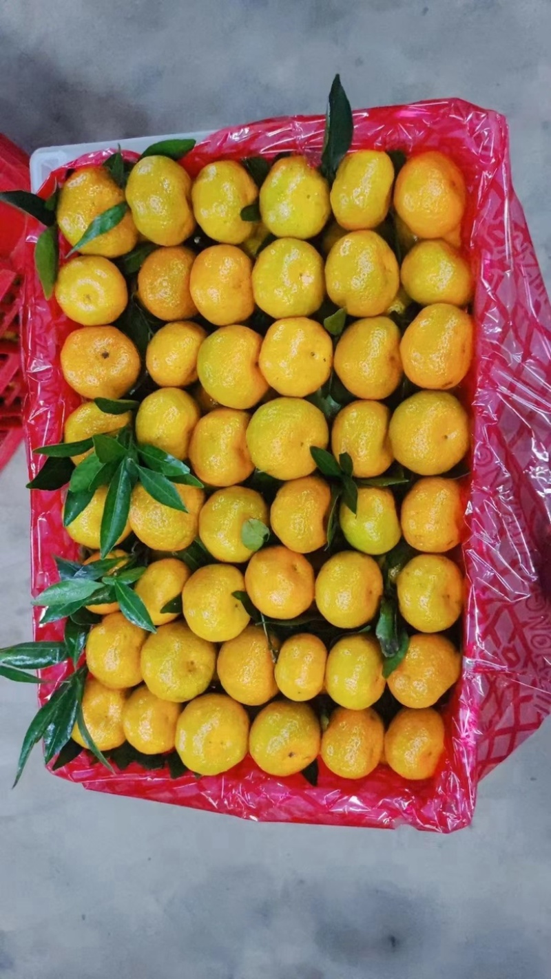 南丰蜜橘湖北枝江一手货源大量有货可供市场电商