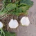 芥菜疙瘩一百多亩
