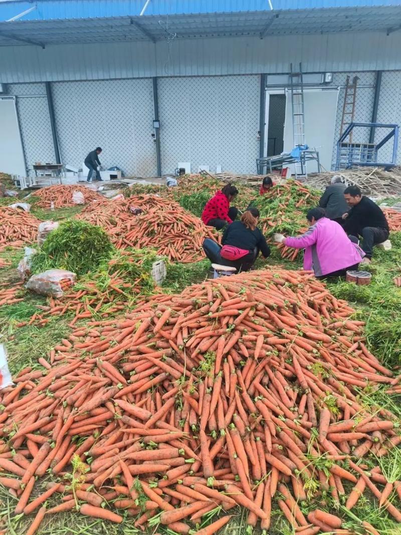河南三红胡萝卜大量批发上市产地直供欢迎致电