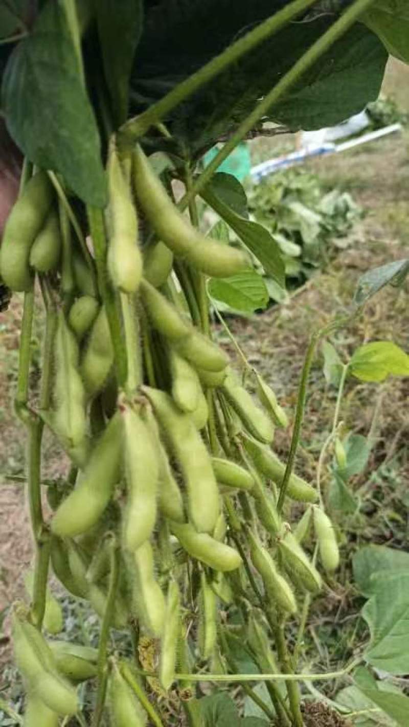大青豆，
