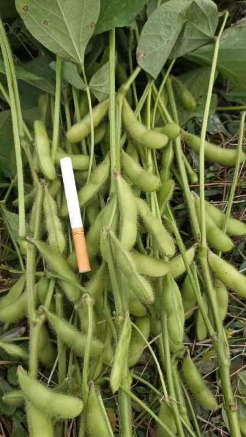 大青豆，