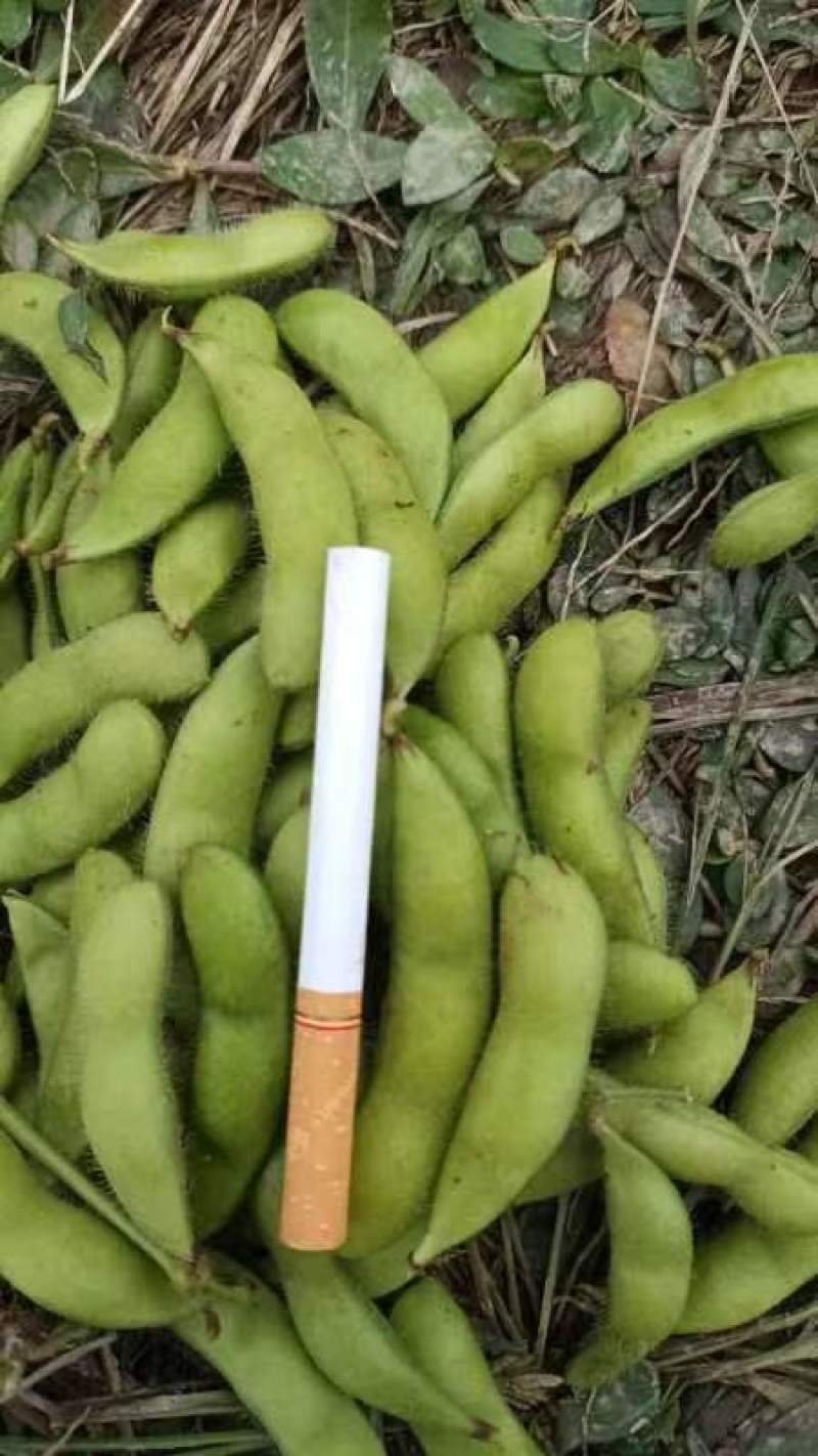 大青豆，