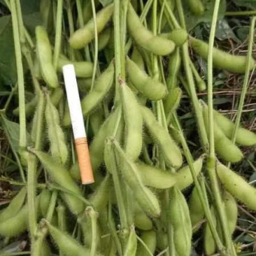 大青豆，
