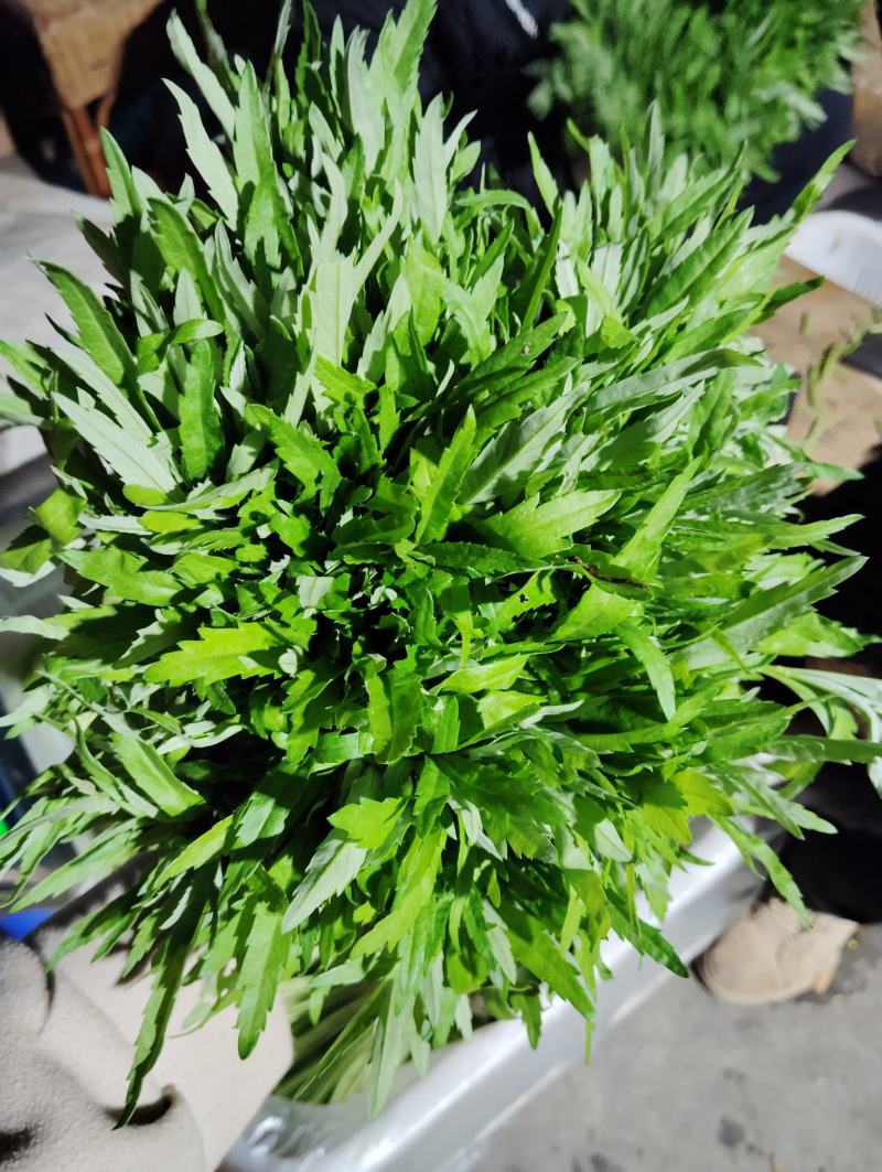 芦蒿毛货