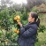 麻阳冰糖橙产地直发，供应各大商场，市场，平台，一件代发