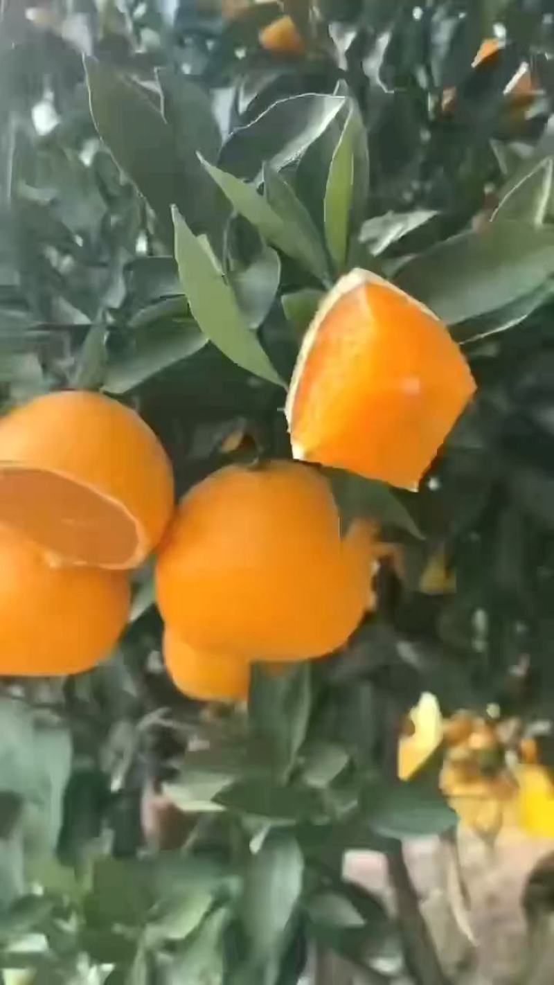 【优质】橙子/纽荷尔脐橙/湖北宜昌纽荷尔脐橙/供应电商