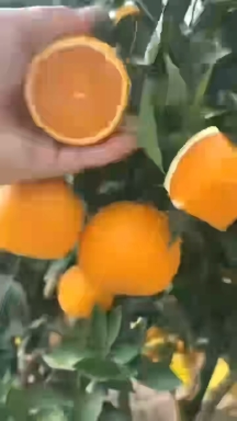 【优质】橙子/纽荷尔脐橙/湖北宜昌纽荷尔脐橙/供应电商