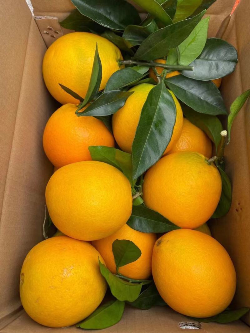 【优质】橙子/纽荷尔脐橙/湖北宜昌纽荷尔脐橙/供应电商