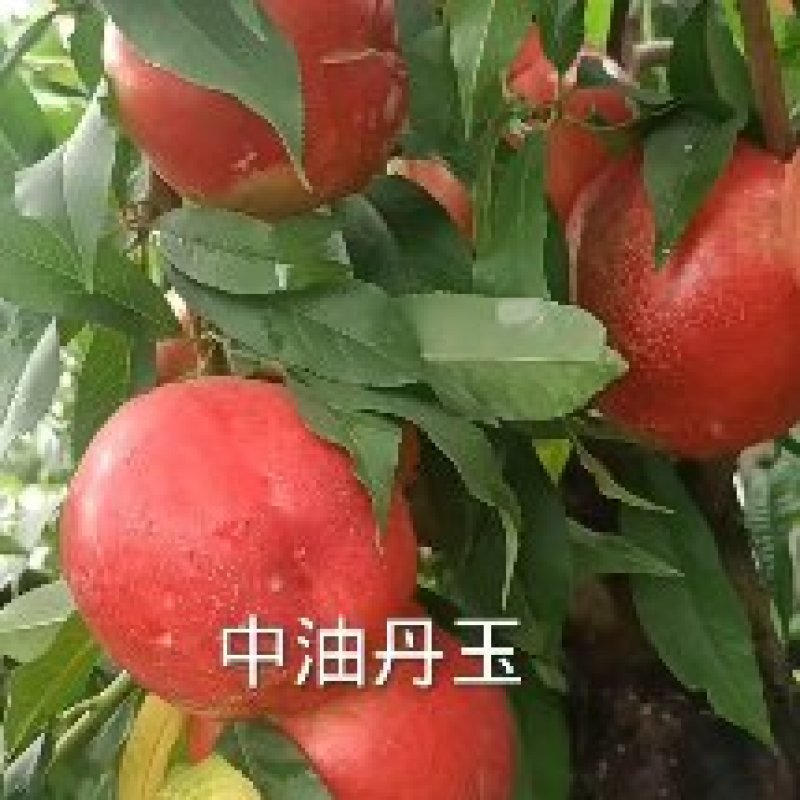 新品种桃树苗开始发货啦，保证纯度，