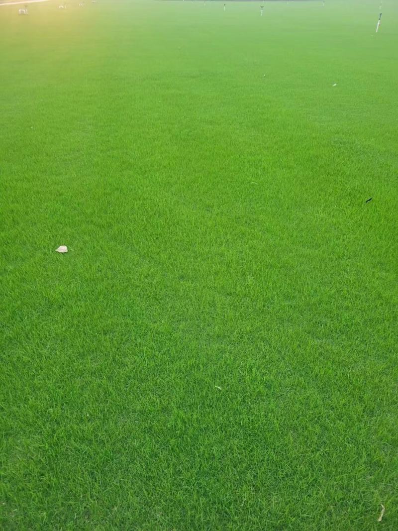 草坪河南优质草坪库存充足欢迎来电咨询