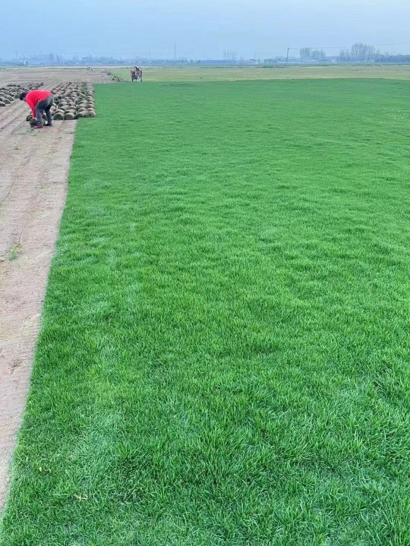 草坪河南优质草坪库存充足欢迎来电咨询