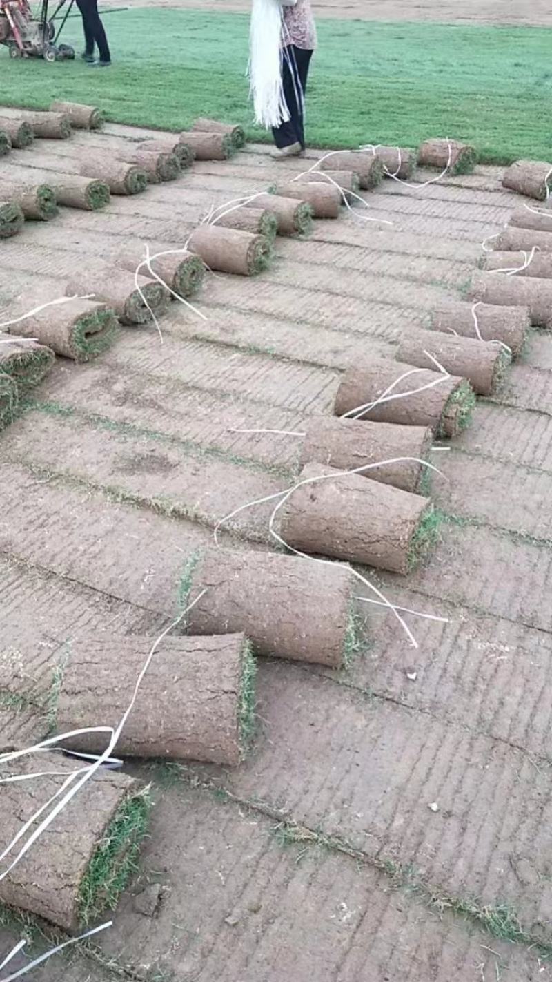 草坪河南优质草坪库存充足欢迎来电咨询