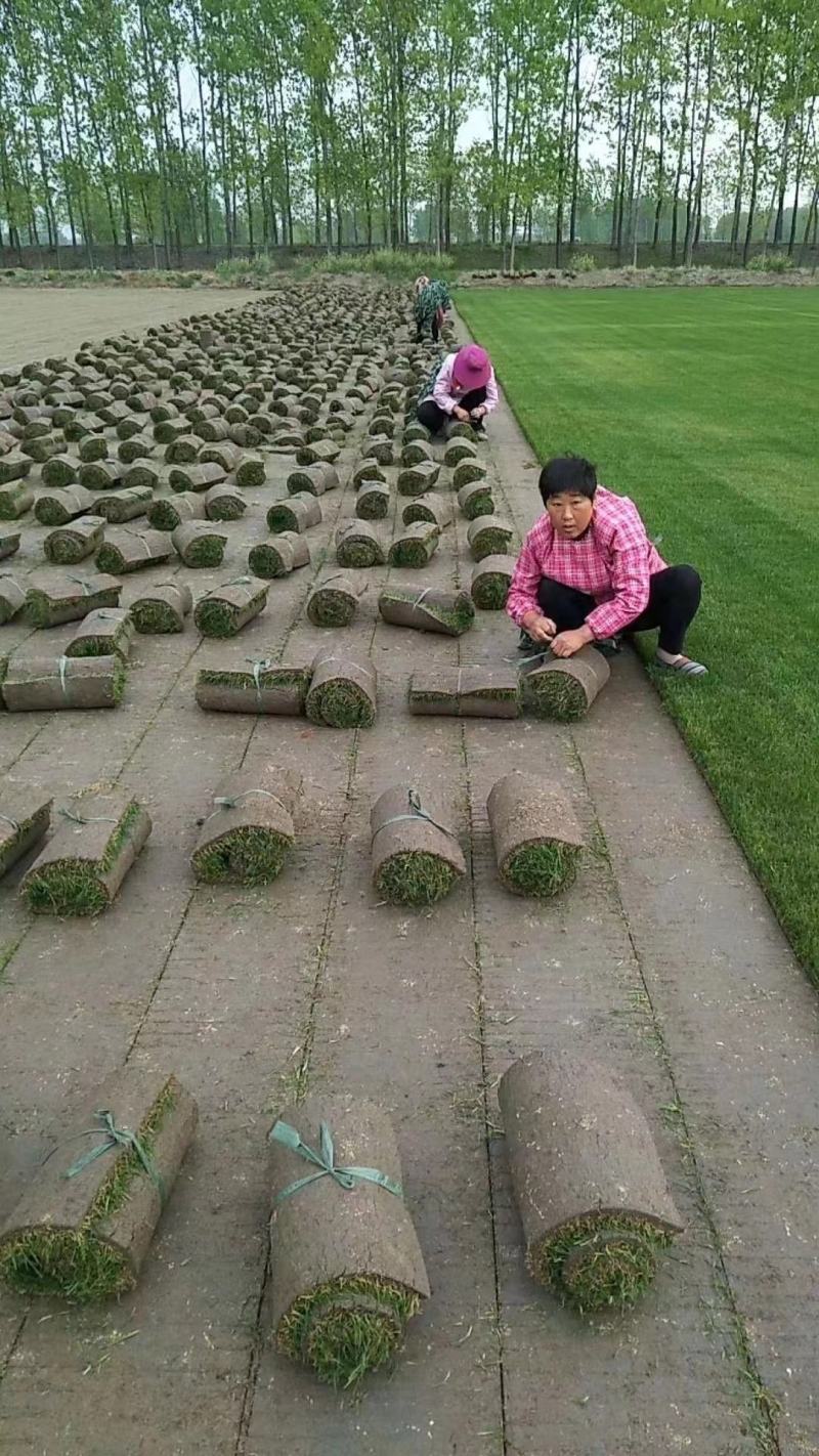 草坪河南优质草坪库存充足欢迎来电咨询