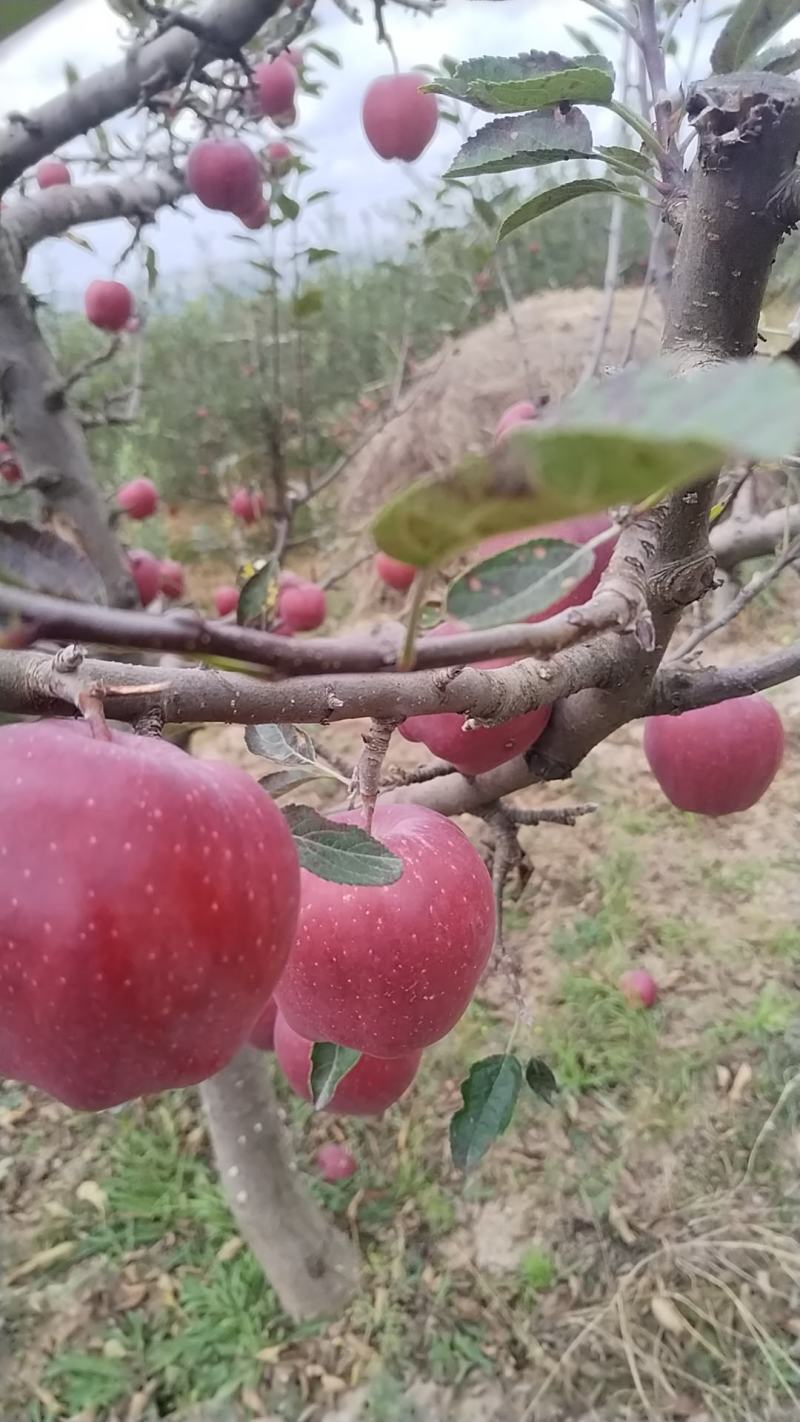 苹果