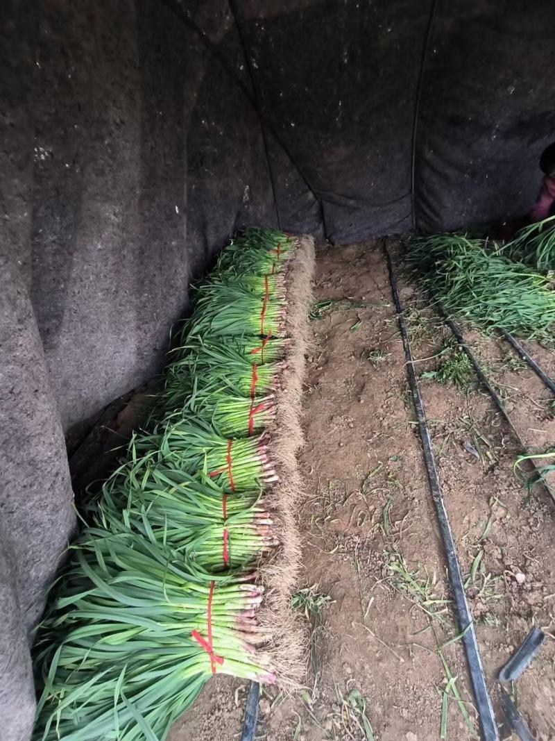 四季红根蒜苗现在种植春节上市货好量大地头装货