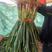 四季红根蒜苗现在种植春节上市货好量大地头装货