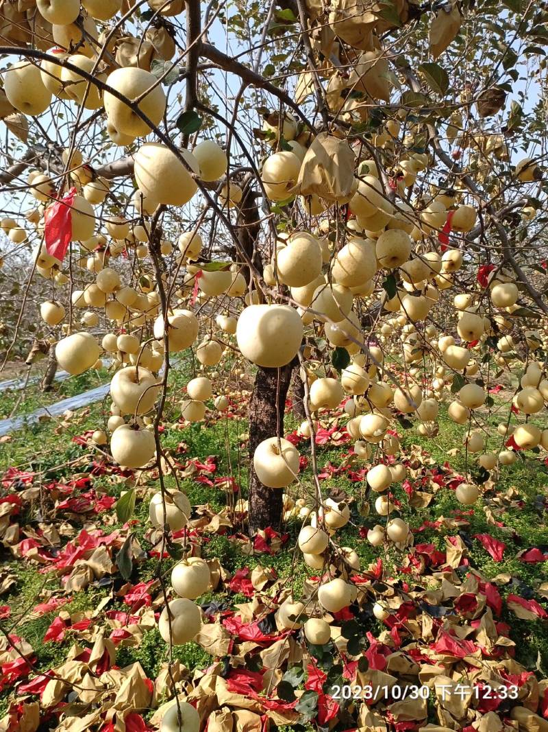 土中求真牌黄金蜜苹果，无添加，吃出儿时的味道