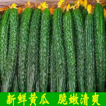 广东徐闻精品黄瓜，大量上市，全国发货，质量保证