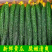 广东徐闻精品黄瓜，大量上市，全国发货，质量保证