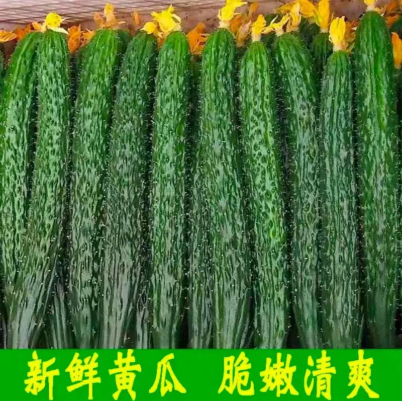 广东徐闻精品黄瓜，大量上市，全国发货，质量保证