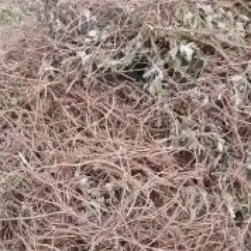 艾根