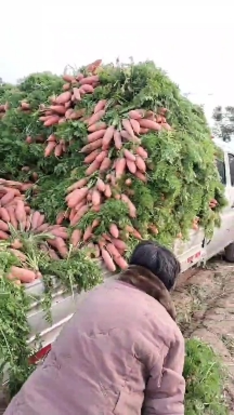 天天批发小燕鼎红萝卜，品种纯正当天出货。当天装车。