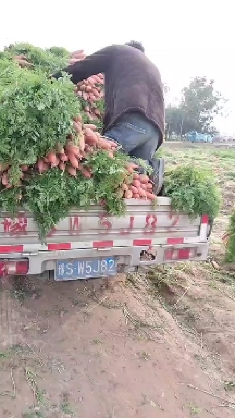 天天批发小燕鼎红萝卜，品种纯正当天出货。当天装车。