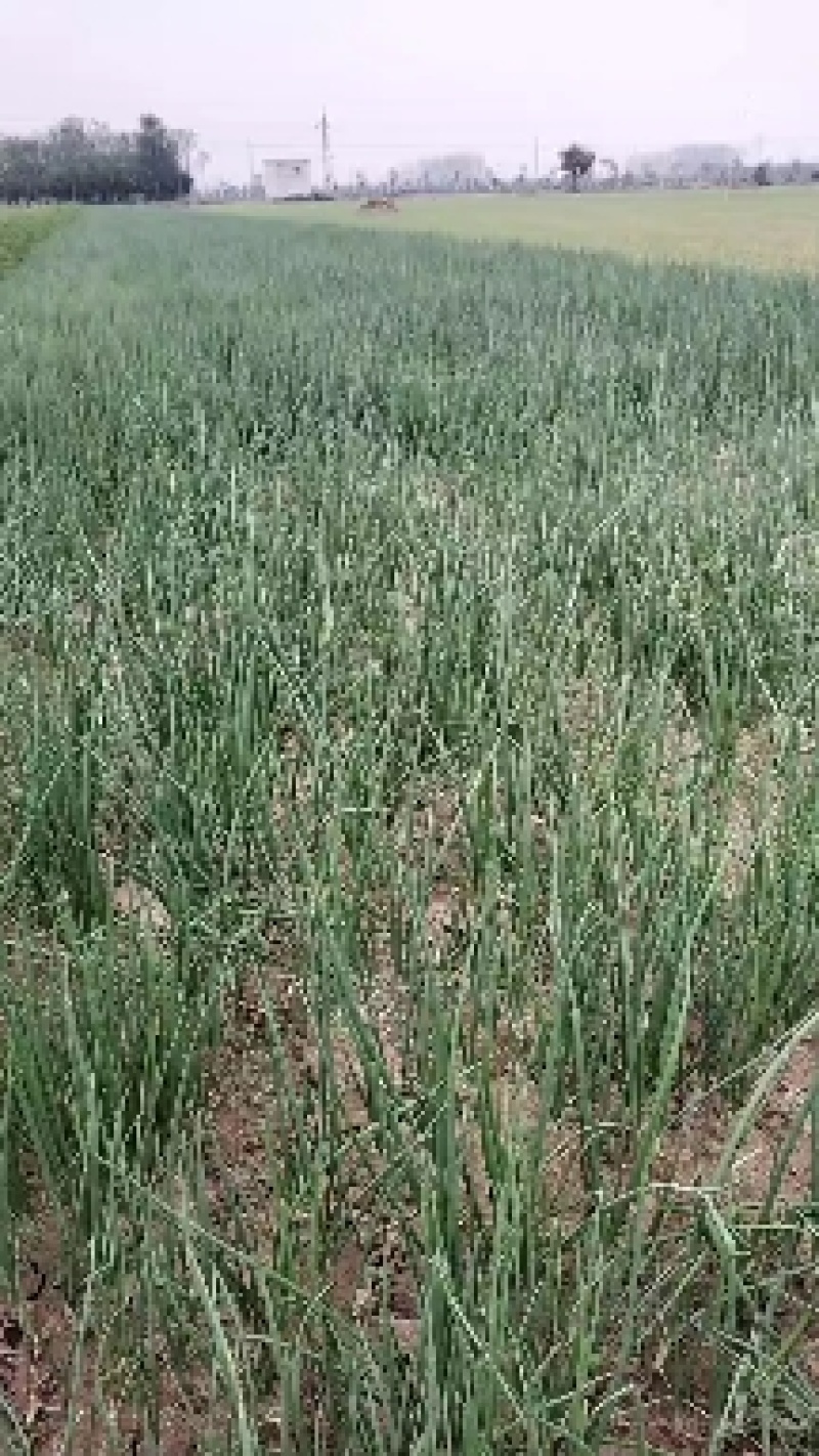 天天批发二红洋葱苗。当天挖货，当天装车成活率高。