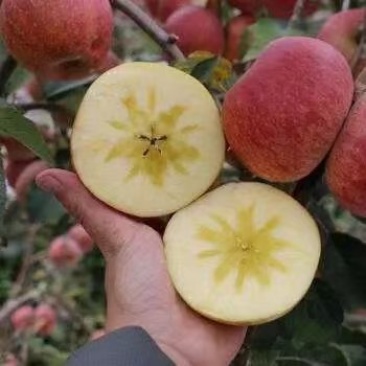 正家新疆阿克苏冰糖心苹果