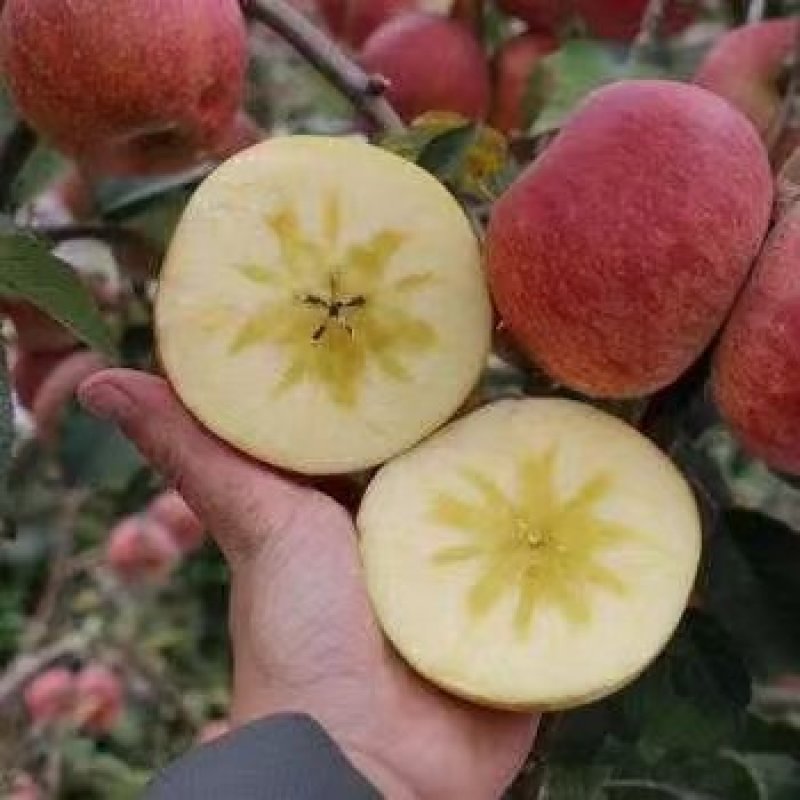 正家新疆阿克苏冰糖心苹果