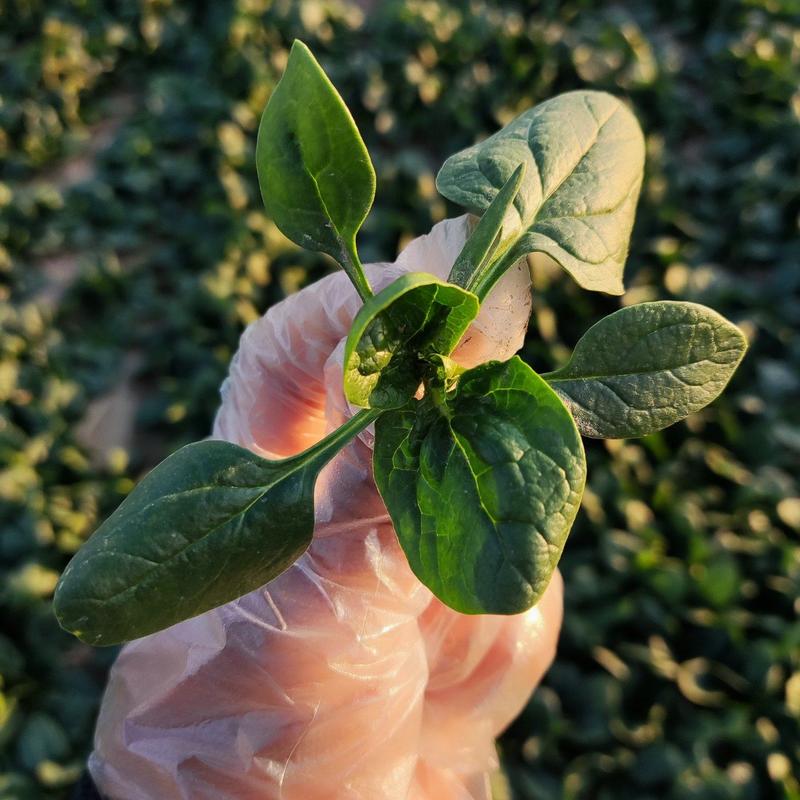 开封通许精品趴地小菠菜，无白点，无黄叶，叶片厚，红根，