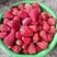 2023红颜草莓安徽产地直发质量保证一手货源欢迎订购