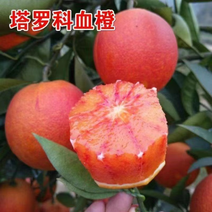 重庆万州玫瑰香橙,塔罗科血橙,一手货源,万亩果园