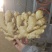 水洗老姜母1.7左右，圆头大姜大量有货品质保证量大从优