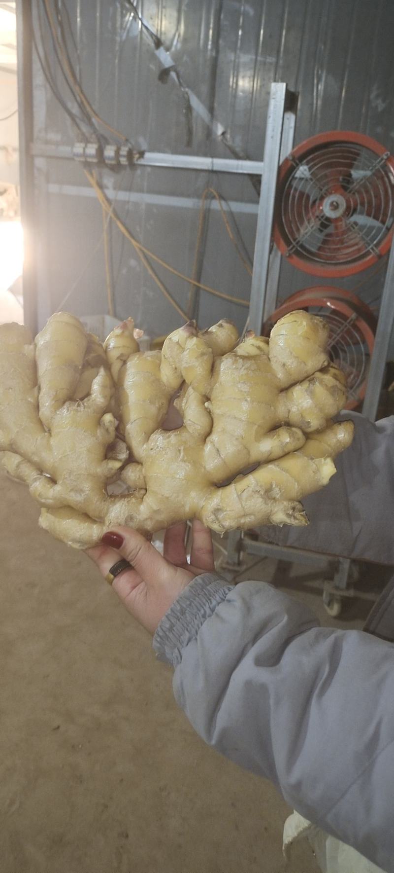 水洗老姜母1.7左右，圆头大姜大量有货品质保证量大从优