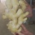 水洗老姜母1.7左右，圆头大姜大量有货品质保证量大从优