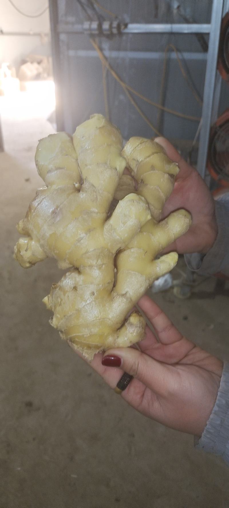 水洗老姜母1.7左右，圆头大姜大量有货品质保证量大从优