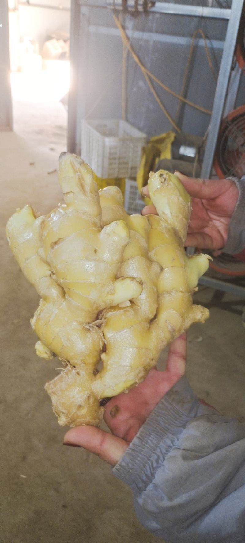 水洗老姜母1.7左右，圆头大姜大量有货品质保证量大从优