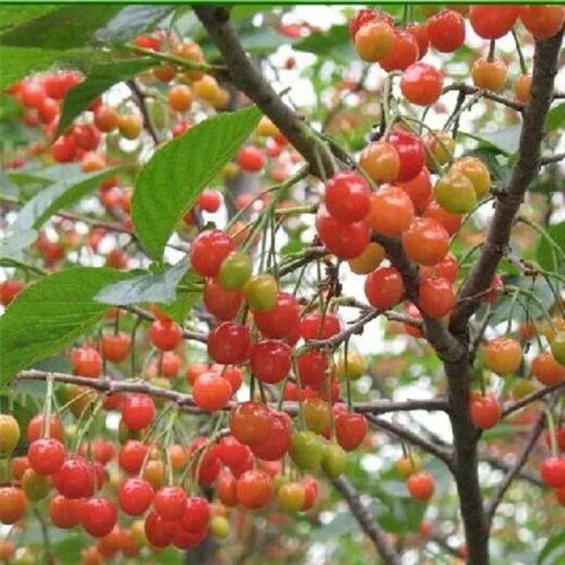 黄玉樱桃苗，基地直发货真价实，欢迎订购