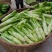 四川青菜棒棒青菜