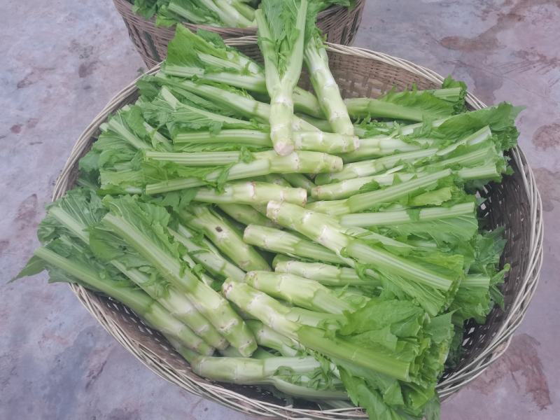 四川青菜棒棒青菜