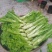 四川青菜棒棒青菜
