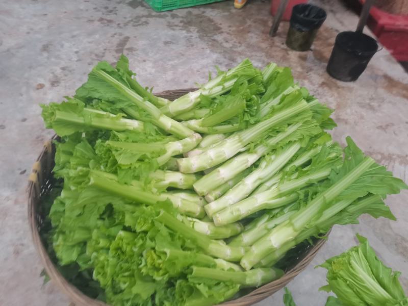 四川青菜棒棒青菜