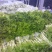 四川青菜棒棒青菜