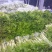 四川青菜棒棒青菜