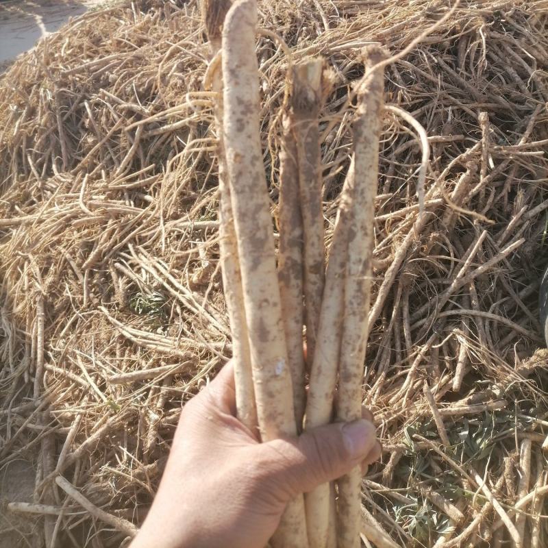 防风鲜货干货干个子