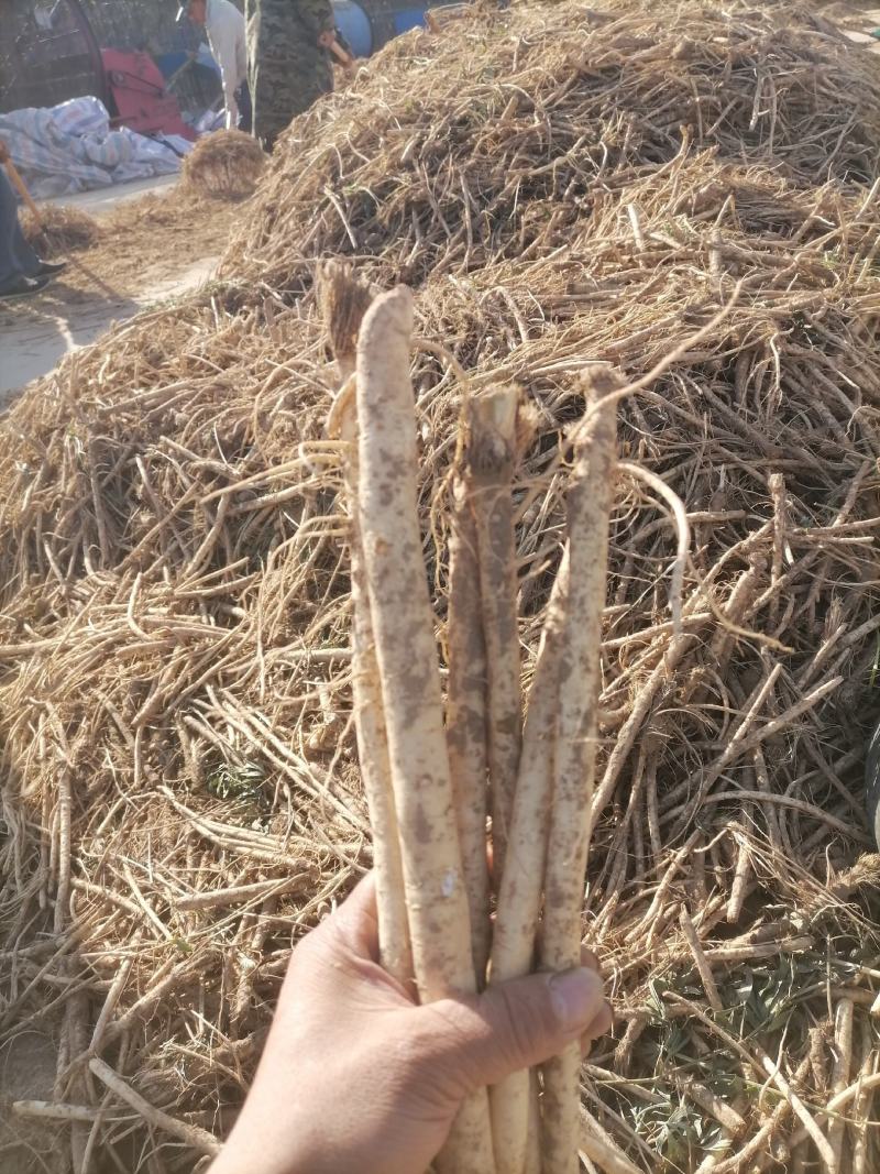 防风鲜货干货干个子