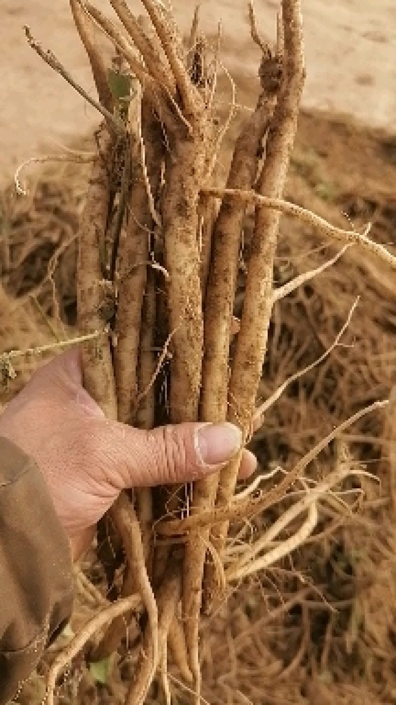 牛膝怀牛膝鲜货干货干个子