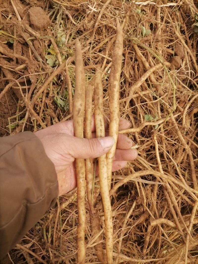 牛膝怀牛膝鲜货干货干个子