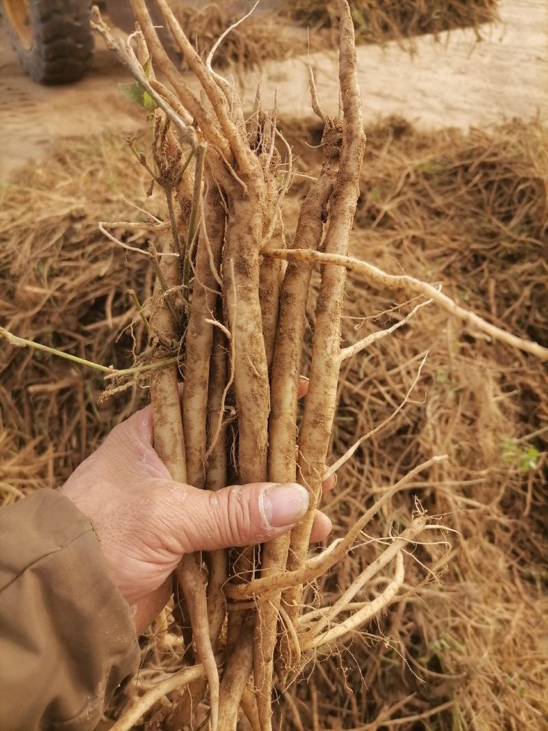 牛膝怀牛膝鲜货干货干个子